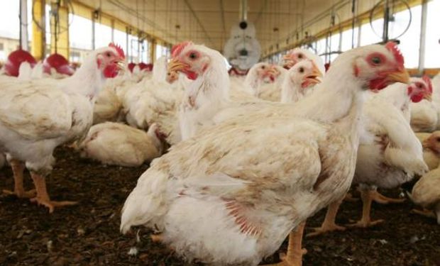 surto-gripeaviaria-37694